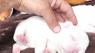 cute puppies