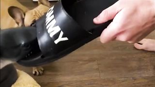 How to stop a dog from chewing shoes