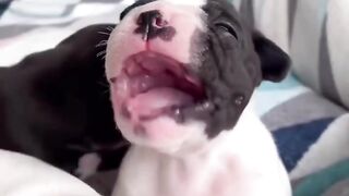 Cute puppies 2