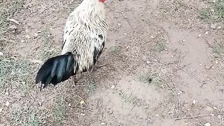 Cock ran away