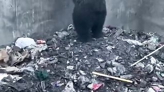 Oh mon dieu, sauvage d'ours sauvage