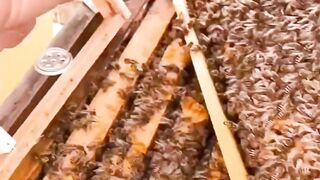 king bee