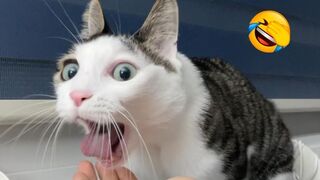 Funniest Cats And Dogs Videos ???? - Best Funny Animal Videos 2023 ???? #funnyanimals