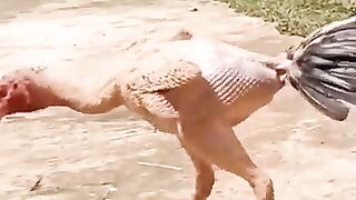 Nanga aseel murga