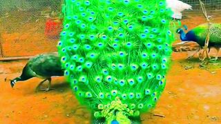 Wow Beautiful Peacock