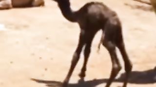 Camel video