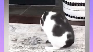 Cat funny video ????????????mistakes that ????????make you  like a follw me  ????????????