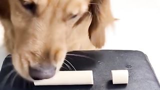 chien a surprit sont mettre