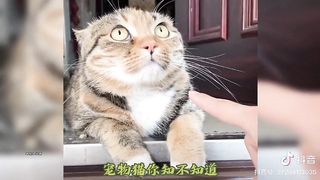 Funny moments of kittens 2