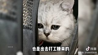 Funny moments of kittens