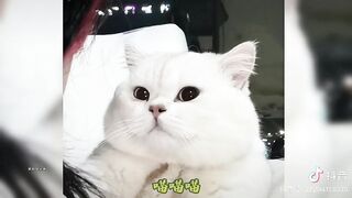 FunnyFunny moments of kittens