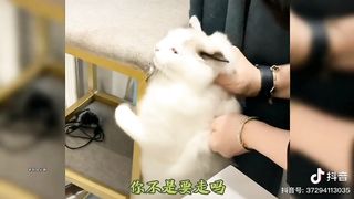 Funny moments of kittens 3