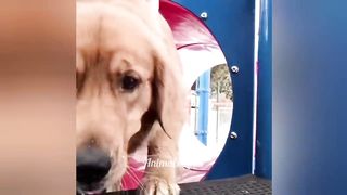 Best funniest dogs????and cats????videos #9