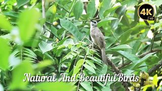 2023 _natural and beautiful birds in the beautiful forest And have so many kinds of birds