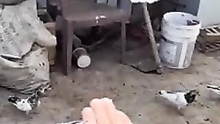 My lovely pigeon