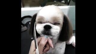 Dog as a Human in a Hair Salon
