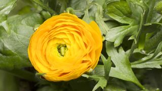 How to increase flower