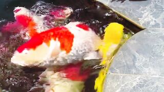 Baby shark do do, Baby fish feed#youtubeshorts #shorts #ytshorts