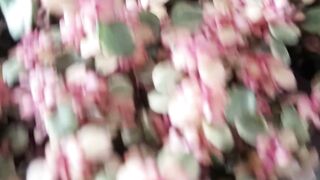Portulacaria afra jade plant