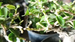 Ficus bonsai microcarpa