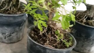 Bonsai polyscias