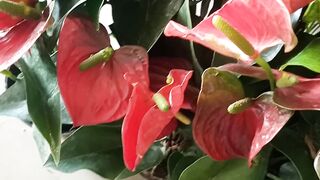 Anthurium plant
