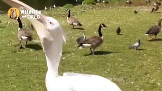 The animal's shikari