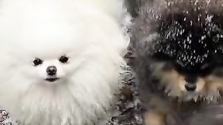 dog bathing short #cuteanimals #dog #animales