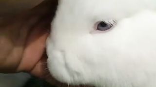 Beautiful white rabbit