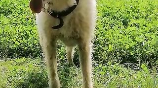 So sweet little Puppy #puppy #shorts #youtubeshorts #dog