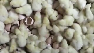 Chicks 2
