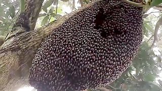 Honey bees