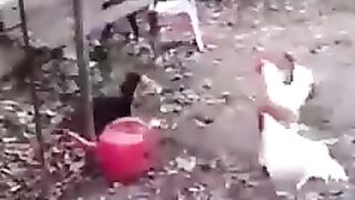 Chicks fight