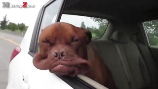 dog fail ,funny video dog ????????????????