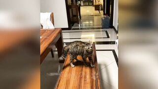 Chats drôles / Chiens - Animaux droles 282