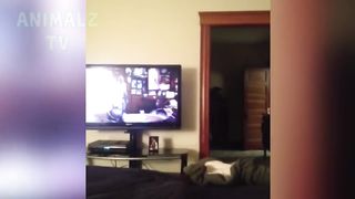 try not to laugh ????fail cat ????funny video????????