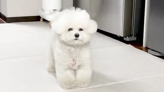 Cute Dog acting