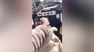 Funniest Animal Videos 2023 That Will Absolutely Brighten Up Your Day