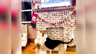 Funny Animals Videos 2023 2