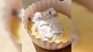 Best Funny Animal Videos Of The 2023 2