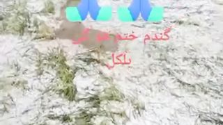 Pakistan mn zala bari k asraat