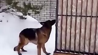 Сделал дом питомцу