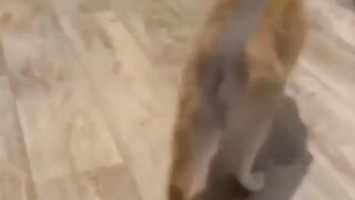 КОТОПЕС