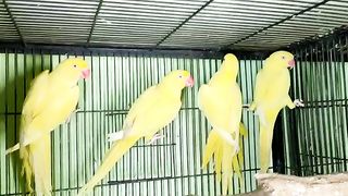 Yellow ring neck parrots