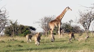 Giraffe fights to save one-day-old baby
