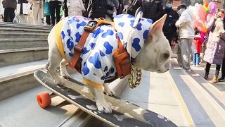 When pets are in mood they make fun