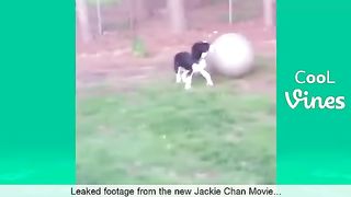 Try Not To Laugh Challenge - Funny Cat & Dog Vines compilation 2023 4