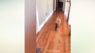 Funny Animal Videos 2023 ???? - Best Dogs And Cats Video