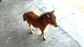 Little baby horse ????