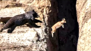 NO: predator can catch mountain GOATS!!